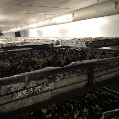 Tunnel de culture champignonnière