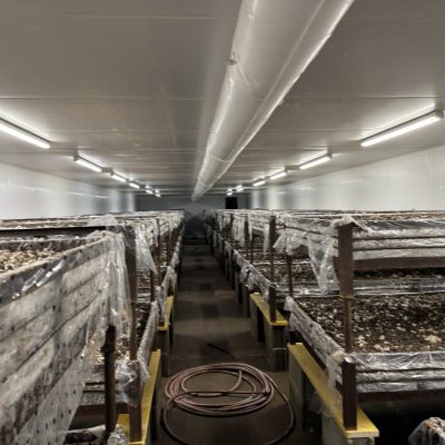 Isolation chambre froide de Champignonnières