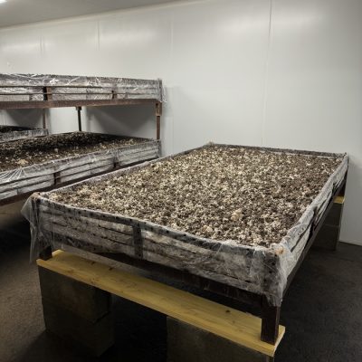 Panneaux isothermes pour Champignonnières