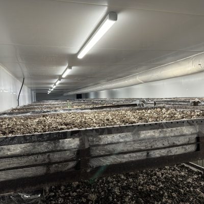 chambre froide pour Champignonnières